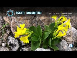 Fiore di Roccia – 03