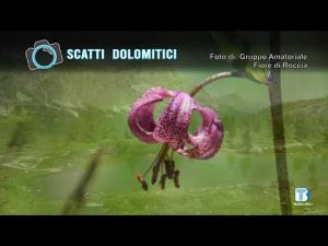 Fiore di Roccia – 02