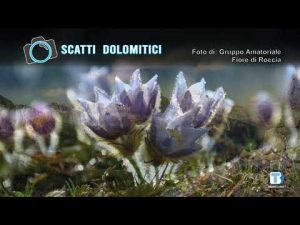 Fiore di Roccia –  01