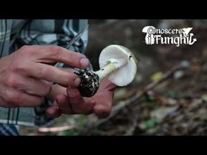Conoscere i Funghi: Amanita phalloides [ VELENOSO MORTALE ]
