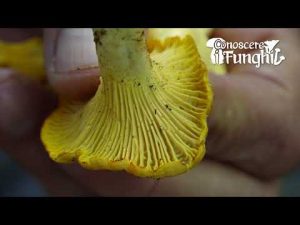 Conoscere i Funghi: Cantharellus pallens [ COMMESTIBILE ]