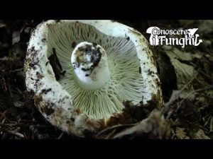 Conoscere i Funghi: Russula chloroides [ NON COMMESTIBILE ]