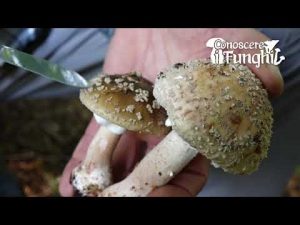 Conoscere i Funghi: Amanita rubescens [ COMMESTIBILE PREVIA COTTURA ]