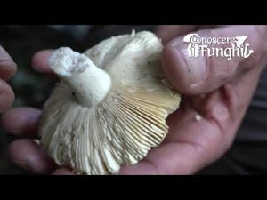 Conoscere i Funghi: Russula aurata [ COMMESTIBILE ]