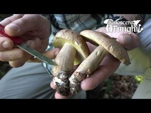 Conoscere i funghi: Boletus aestivalis [ COMMESTIBILE ]