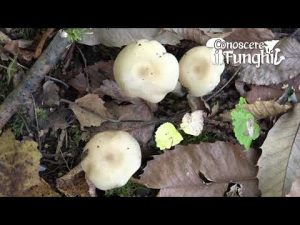 Conoscere i Funghi: Lyophyllum daonense [ COMMESTIBILE ]