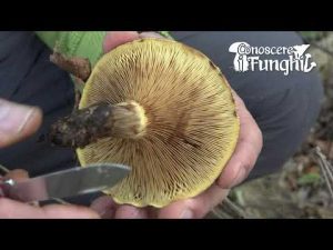 Conoscere i Funghi: Paxillus Involutus [ VELENOSO ]