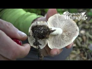 Conoscere i Funghi: Hebeloma Sinapizans [ NON COMMESTIBILE ]