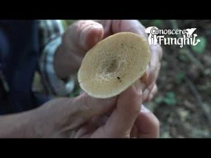 Conoscere i Funghi: Polyporus Tuberaster [ NON COMMESTIBILE ]