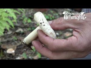 Conoscerei Funghi: Lactarius Torminosus [ NON COMMESTIBILE ]