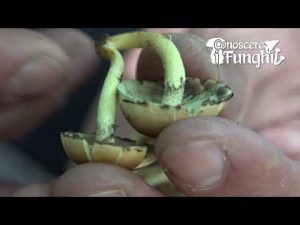 Conoscere i Funghi: Hypholoma Fasciculare [ VELENOSO ]