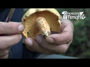 Conoscere i Funghi: Lactarius Salmonicolor [ COMMESTIBILE ]