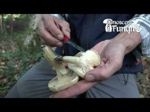 Conoscere i Funghi: Hygrophorus Penarioides [ COMMESTIBILE ]