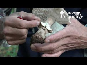 Conoscere i Funghi: Amanita Rubescens [ COMMESTIBILE ]