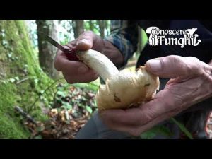 Conoscere i Funghi: Russula Foetens [ NON COMMESTIBILE ]
