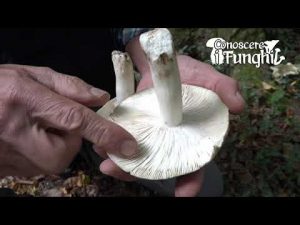 Conoscere i Funghi: Russula Cyanoxantha [ COMMESTIBILE ]
