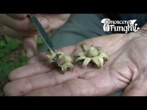 Conoscere i Funghi: Geastrum Fimbriatum [ NON COMMESTIBILE ]