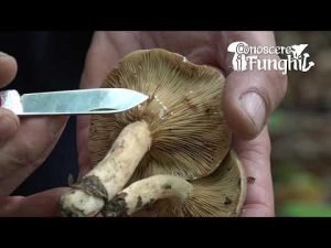 Conoscere i Funghi: Lactarius Fuliginosus