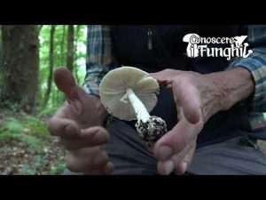 Conoscere i Funghi: Amanita Phalloides