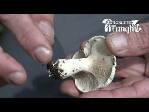 Conoscere i Funghi: Clitopilus prunulus