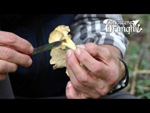 Conoscere i Funghi 39 Craterellus melanoxeros 2019/10/24