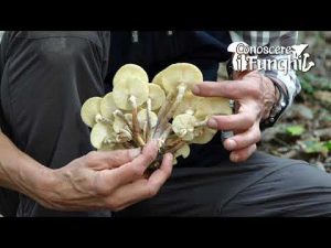 Conoscere i Funghi 37 Armillaria mellea 2019/10/22