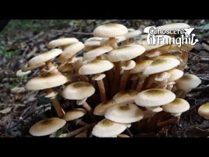 Conoscere i Funghi 34 Armillaria borealis 2019/10/17