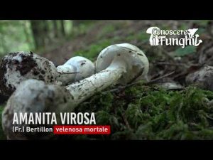 Conoscere i Funghi 32 Amanita Virosa 2019/10/15