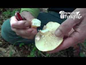 Conoscere i Funghi 28 Lactarius volemus 2019/10/09