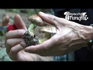 Conoscere i Funghi 20 Cortinarius odorifer 2019/09/27