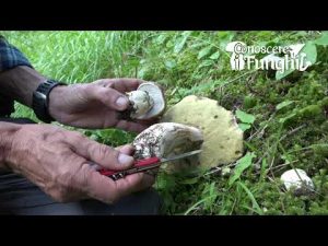 Conoscere i Funghi 19 Boletus edulis 2019/09/26