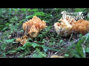 Conoscere i Funghi 18 Ramaria largentii 2019/09/25