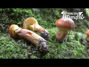 Conoscere i Funghi 14 Suillus grevillei 2019/09/19