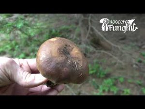 Conoscere i Funghi 13 Russula mustelina 2019/09/18