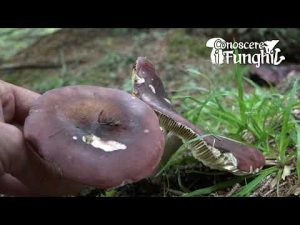 Conoscere i Funghi 12 Russula vinosa 2019/09/17