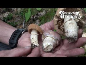 Conoscere i Funghi 11 Cortinarius caperatus 2019/09/16