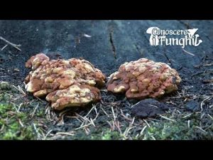 Conoscere i Funghi 26 Gloeophyllum odoratum 2019/10/07