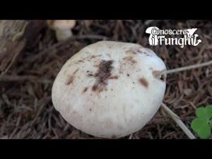 Conoscere i Funghi 23 Collybia maculata 2019/10/02