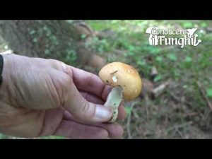 Conoscere i Funghi 16 Russula decolorans 2019/09/23