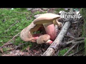 Conoscere i Funghi 4 BOLETUS CALOPUS 2019/09/05