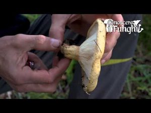 CONOSCERE I FUNGHI_37 Lactarius intermedius 181018