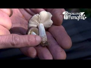 CONOSCERE I FUNGHI_36 Russula cavipes 171018