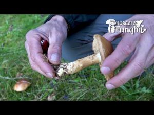 CONOSCERE I FUNGHI_30 Cortinarius saginus 061018