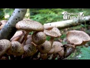 CONOSCERE I FUNGHI_25 Armillaria ostoyae 011018