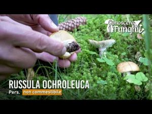 CONOSCERE I FUNGHI_26 Russula ochroleuca 021018