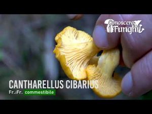 Conoscere i Funghi_8 Cantharellus cibarius 110918