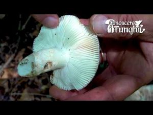 Conoscere i Funghi_10 Russula cyanoxantha 130918