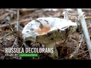 Conoscere i Funghi_11 Russula decolorans 140918