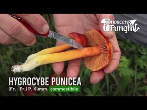 Conoscere i Funghi – Hygrocybe Punicea