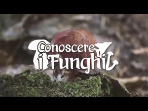 Conoscere i Funghi – Armillaria Mellea